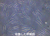 培養した幹細胞顕微鏡写真